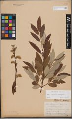 Foto von Salix caprea L. x Salix eleagnos Scop.